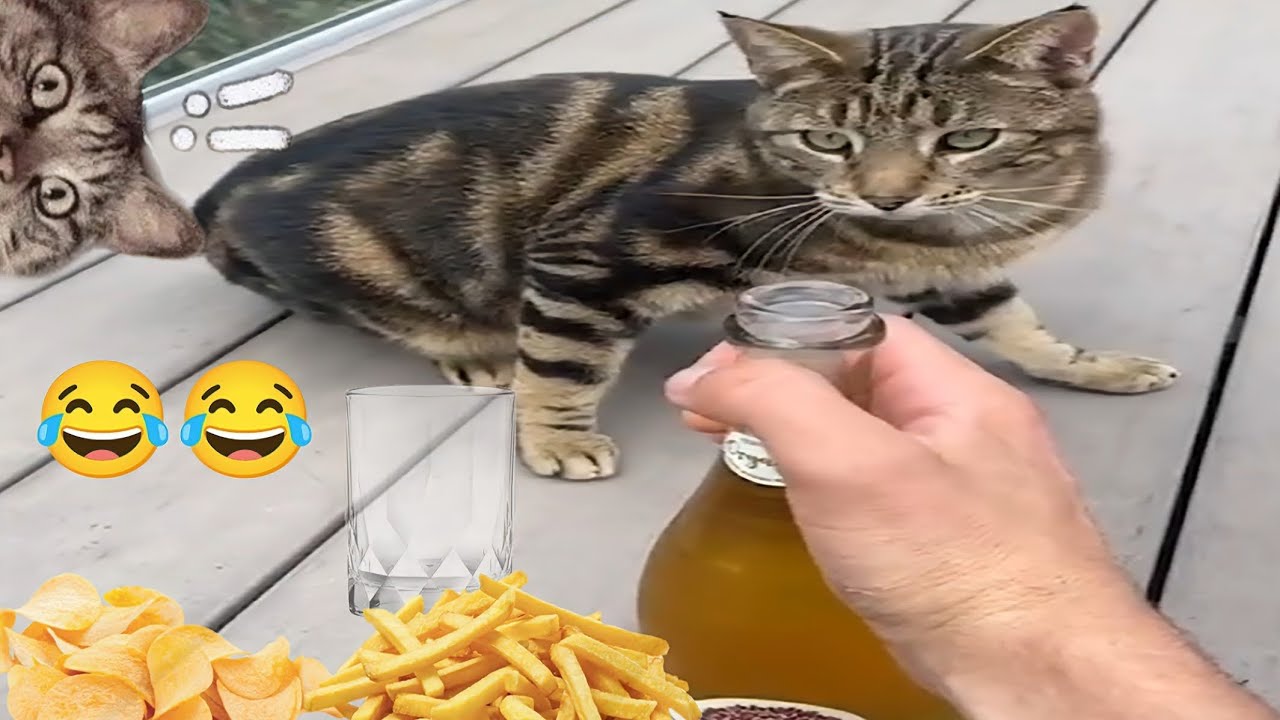 Top Most Funny Cat videos 2024😺💥| Try not to laugh😂#catvideos #funnycat #cutecat #funnyvideos #funny