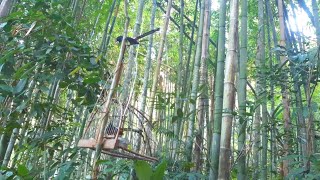 Download lagu Memikat burung murai batu ekor panjang asli indonesia mp3