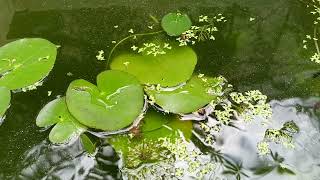 Ở NHÀ MỘT MÌNH