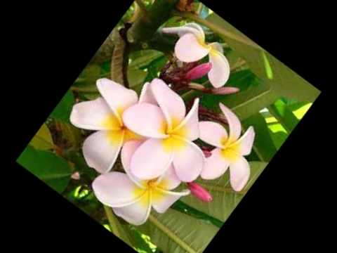 Akino 2015 - Au kii léa Taputapu