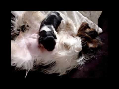 Peluquería Canina&Academia TrotamunDog Valencina de la Cocepción