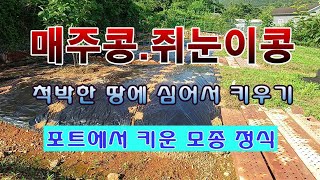 [텃밭농부 1,964]  척박한 땅에 매주콩, 쥐눈이콩 모종정식. #매주콩재배 #쥐눈이콩재배