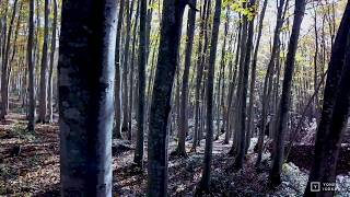 新潟県十日町市の美人林をドローン撮影-Niigata,Japan