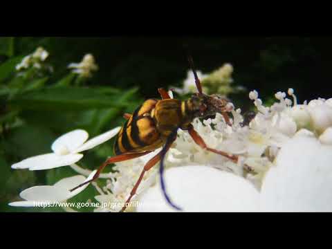 庭のヨツスジハナカミキリを虫の眼レンズで撮る