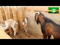 New Inspiration BIG MALE Goats Anglo Goat Type Perfect Quality