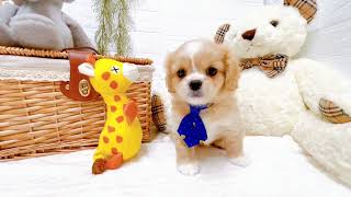 ハーフ犬の動画02