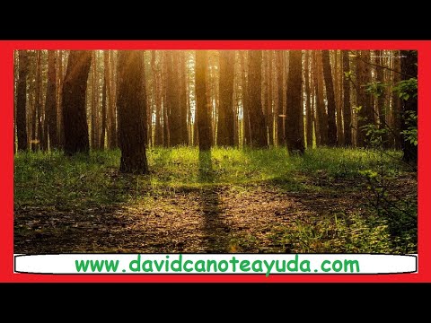 Sonidos relajantes de animales en el bosque | Spa | Relajación | Desconexión