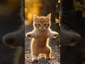 Cat Dance Motorcycle Cat Motorcycle Dance Catdance