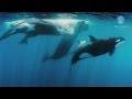 Orcas vs Sperm Whales