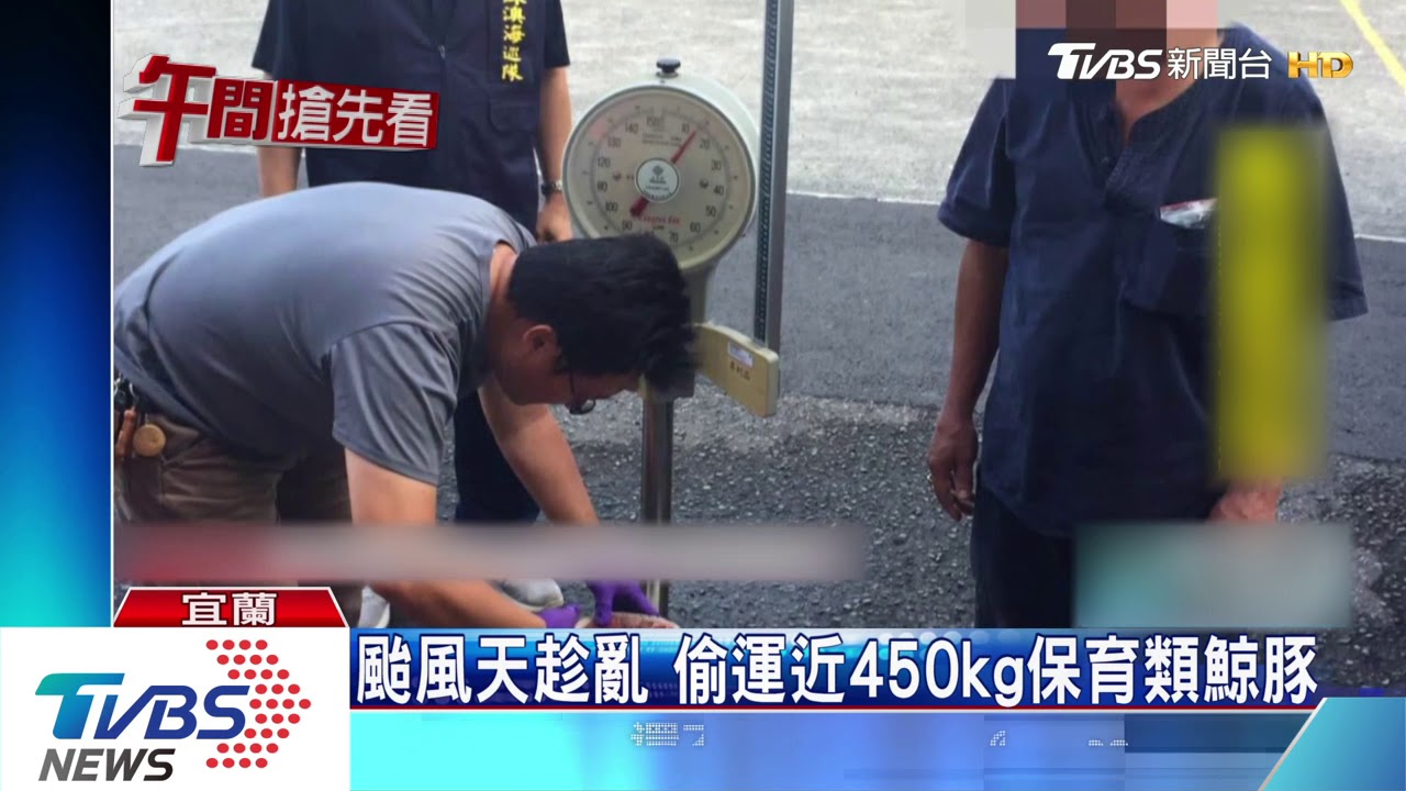 颱風天趁亂 偷運近450kg保育類鯨豚