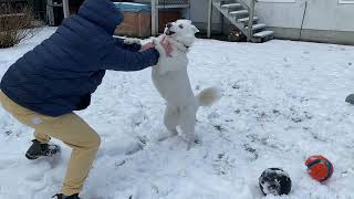 This is what I do with my Husky 🥰
