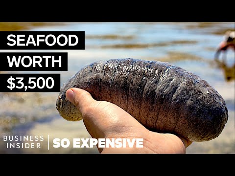 Why Sea Cucumbers Are So Expensive | So Expensive Video