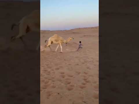 Camel Attacks Little Boy.Wait for the End.#shorts