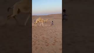 Camel Attacks Little Boy.Wait for the End.#shorts