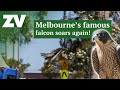 Collins Street Falcon Soars After Epic Rescue And Rehab Journey
