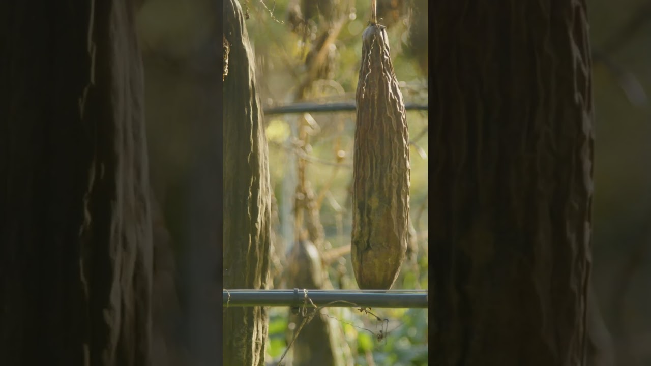 Como essa fazenda espanhola cultiva luffas de forma sustentável | Insider Português