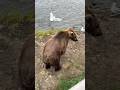 Nothing Like A Big Dripping Wet Bear Butt Amirite Big Bear Chunky