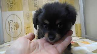 ハーフ犬の動画01