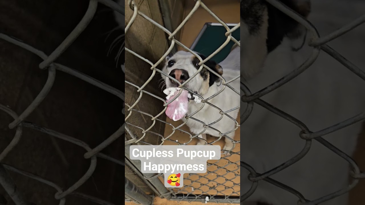 Enlarge Camdon, a Adoptable mixed breed in Salt Lake City, UT video 3/3