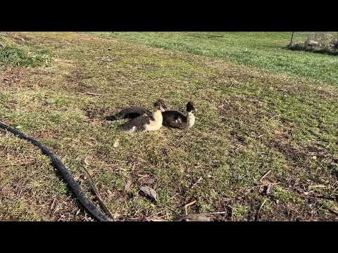 4 week old muscovy ducklings