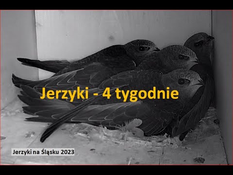 2023 10 T9 D54 D60 - Swifts are 4 weeks old