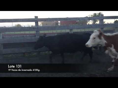 Lote 19 Vacas de Invernada 16 HE- 2AA.HE- 1AA 415kg -  en Ruta 21 km 337