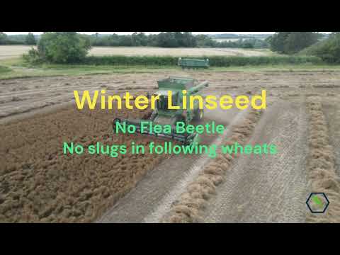 New Winter Linseed variety 'Attila'