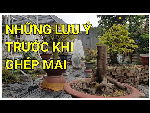 🔴 QBS22165 - NHỮNG LƯU Ý TRƯỚC KHI GHÉP MAI VÀNG || THỜI ĐIỂM GHÉP MAI VÀNG MIỀN BẮC VÀ NHỮNG LƯU Ý