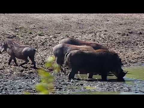Djuma: Warthogs-male, 2 females and 2 young ones - 11:21 - 06/23/19