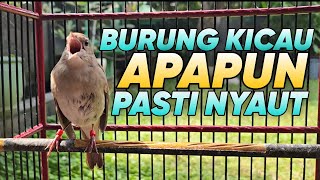 Download lagu SEMUA BURUNG KICAUAN SEKETIKA LANGSUNG NYAUT DAN GACOR DENGAN SIKATAN LONDO mp3