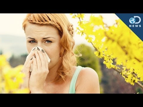 為什麼我們會過敏 (Why Do We Get Allergies?)