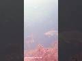 Video Thumbnail for 2 northern  pikes - Ice fishing #short #fishing #icefishing #shorts