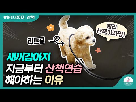 새끼강아지 산책하는 방법 - 산책줄 하는 방법,실내산책