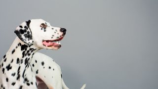 How to Groom a Dalmatian - Essential Tools and Tips for a Healthy Coat