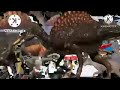 Animal Stampede Around