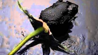 dr john plays mac rebennack.wmv