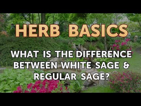 What Is the Difference Between White Sage & Regular Sage?