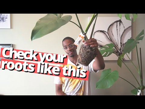 You can repot your Monstera after you do this
