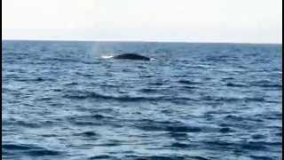 preview picture of video 'Fin Whales feeding off West Cork, Ireland.'