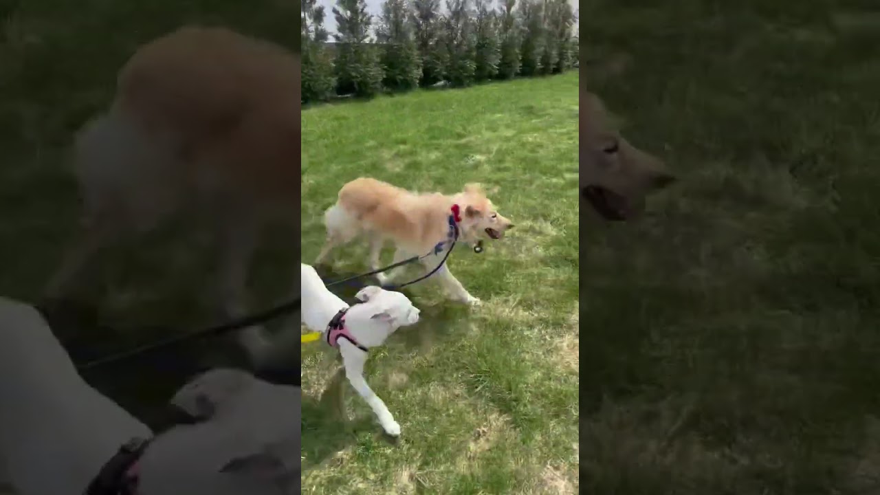 Enlarge Penney - LOCAL in CT, a Adoptable mixed breed in Princeton, MA video 6/6
