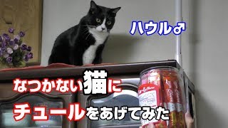 なつかない猫ハウルにチュールを 食べさせた結果 　ネコパンチ An unsuspecting cat hits a human head