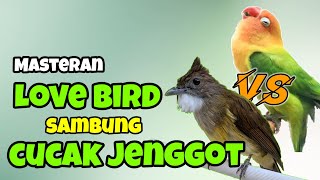 Download lagu masteran burung love bird sambung cucak jenggot mp3