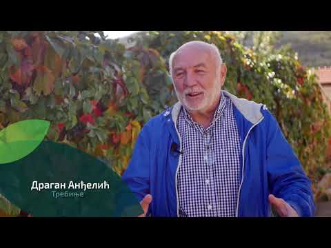 Naša priča ep. 277 10.12.2020. Porodica Anđelić, Hercegovina, vinogradarstvo, vinova loza