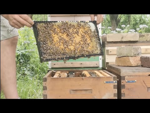 Plastic monoblock frames, swarms raised and the situation in the apiary 27.06. 2021