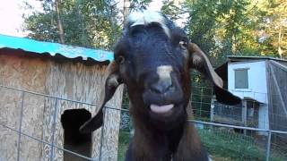 Jebediah&#39;s Bringing Sexy Back