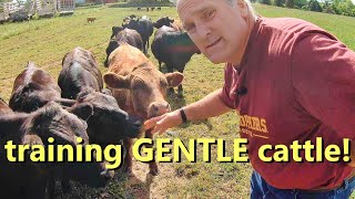 how to raise and train gentle cattle