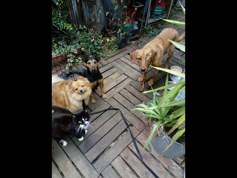 DogWalkersN8 Training with Paula Certified Behaviour Consultant (CBCC-KA) video.