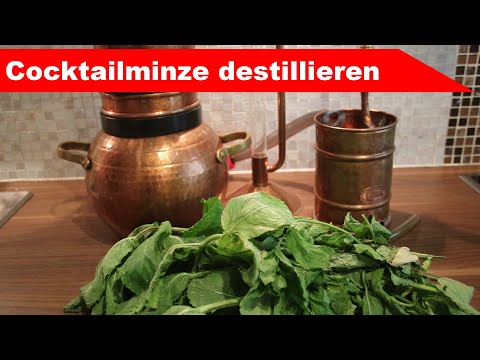 🌷 Cocktailminze destillieren 🌻 - ätherisches Öl selber machen - diSTILLed