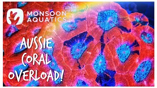 Coral Breeding with Monsoon Aquatics, Bundaberg