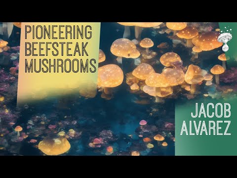 Pioneering Cultivation of Beefsteak Mushrooms | Jacob Alvarez